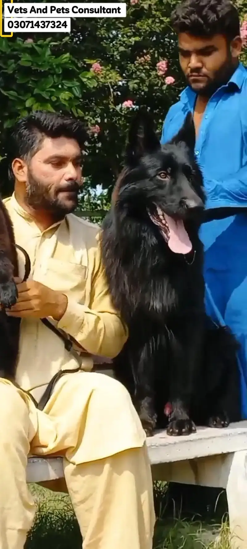 Triple coat highclass German shepherd female — photo 6