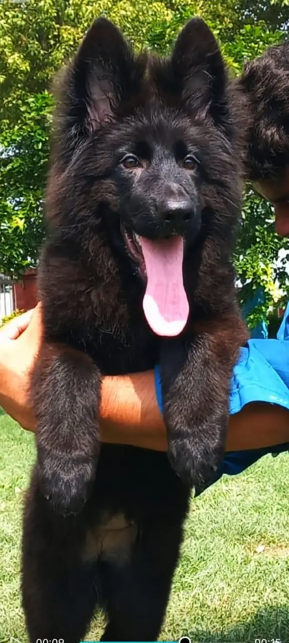Triple coat highclass German shepherd female — photo 7
