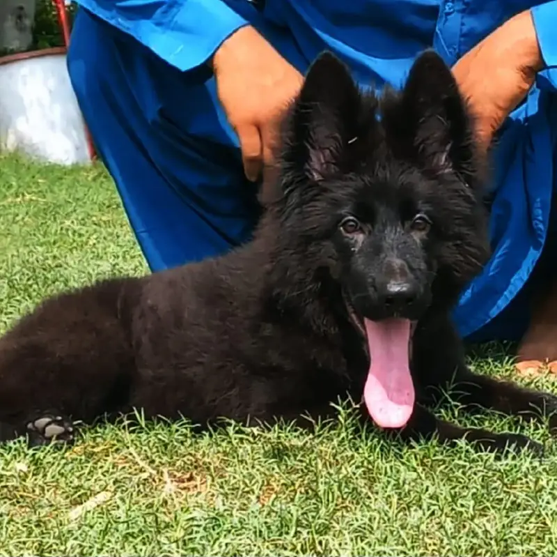 Triple coat highclass German shepherd female — photo 8