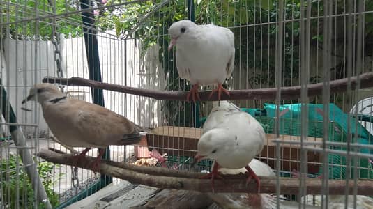 Eurasian collared dove