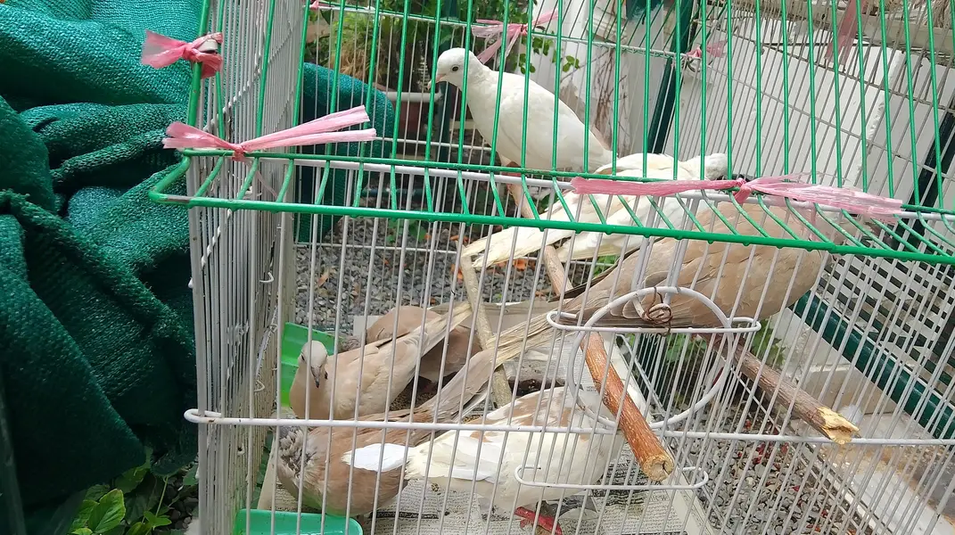 Eurasian collared dove — photo 2