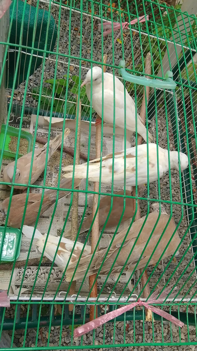 Eurasian collared dove — photo 3