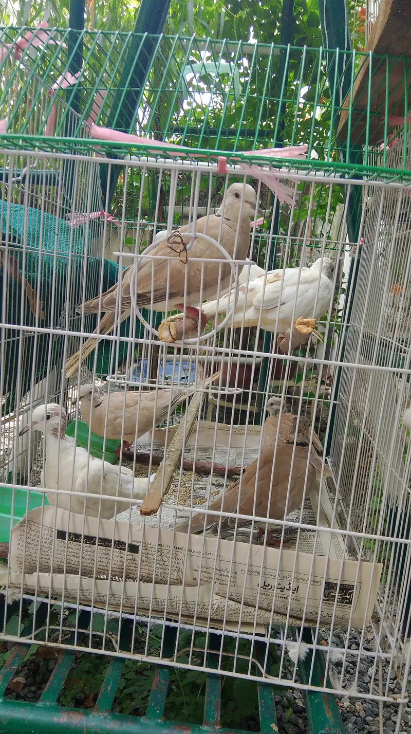 Eurasian collared dove — photo 4