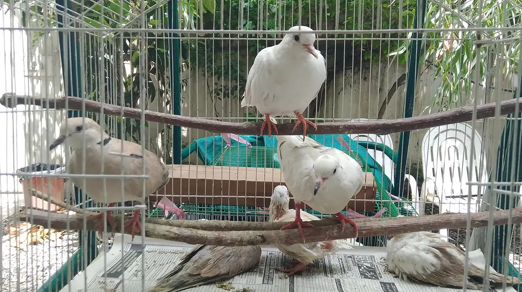 Eurasian collared dove — photo 5