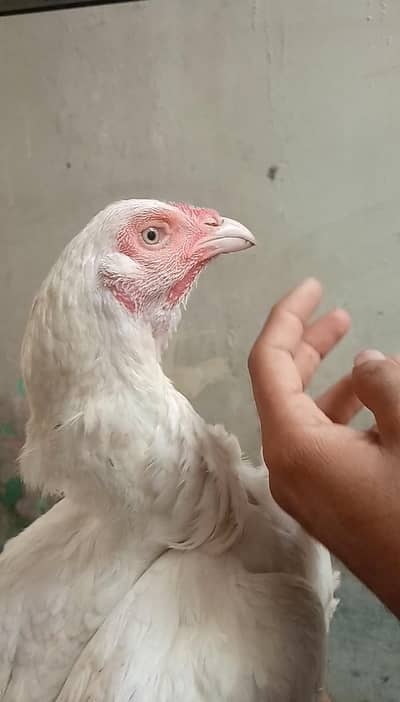 Aseel Heera Murgi