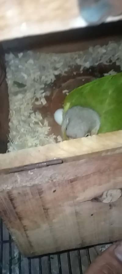 pineapple conure  pair for sale