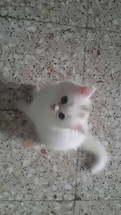 Persian baby’s kitten