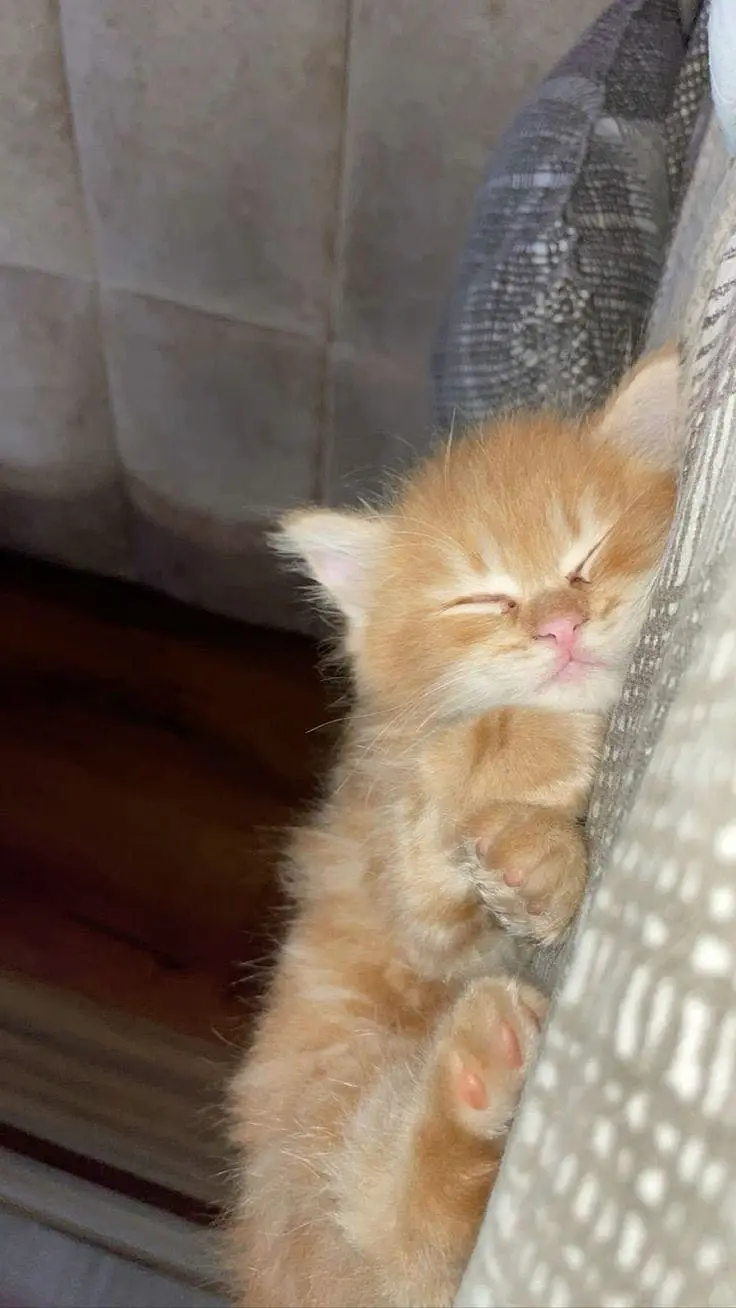 Persian baby’s kitten — photo 2