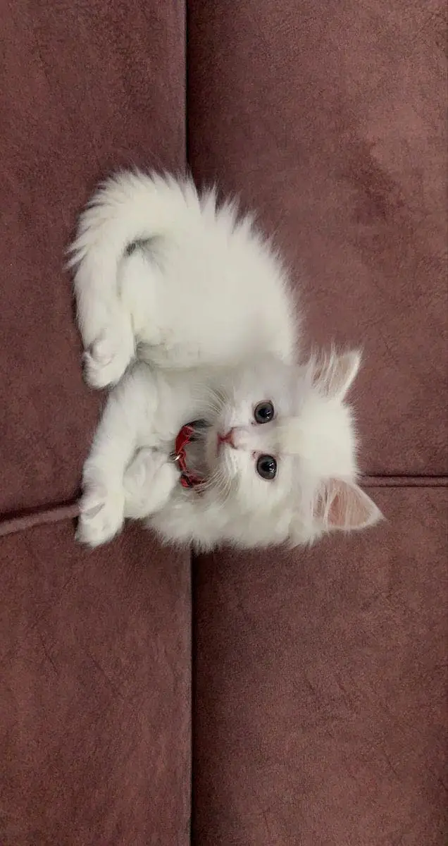 Persian baby’s kitten — photo 3
