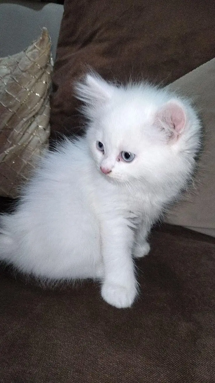 Persian baby’s kitten — photo 4