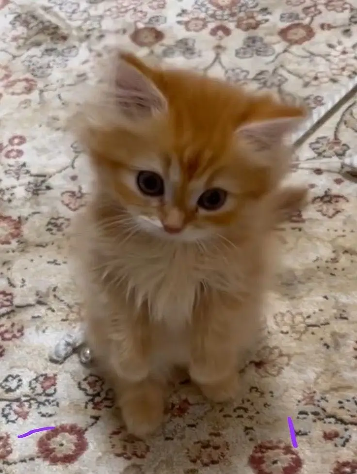 Persian baby’s kitten — photo 5