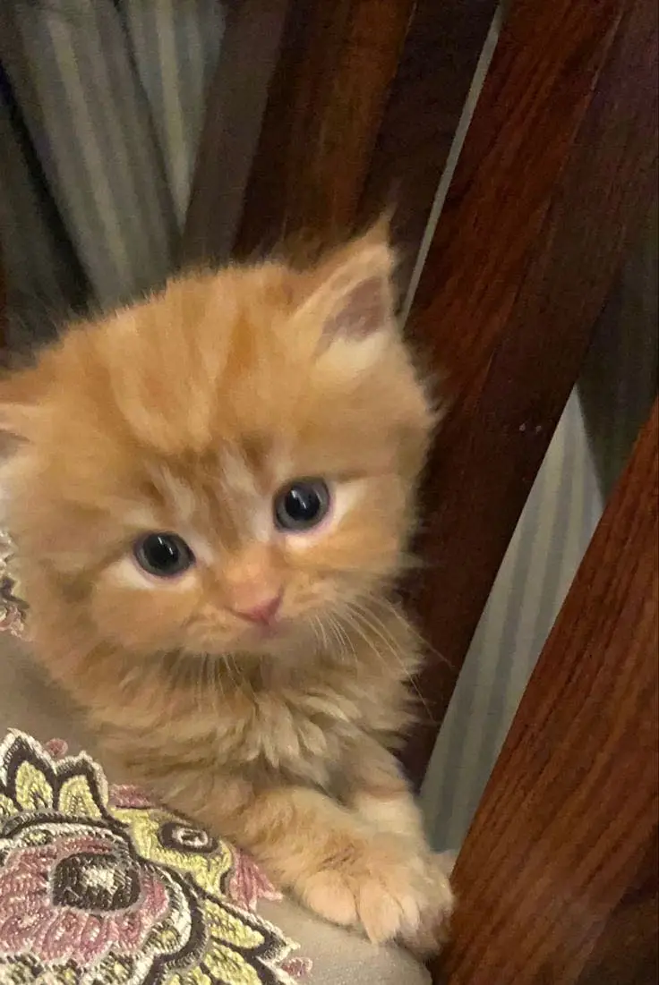 Persian baby’s kitten — photo 6
