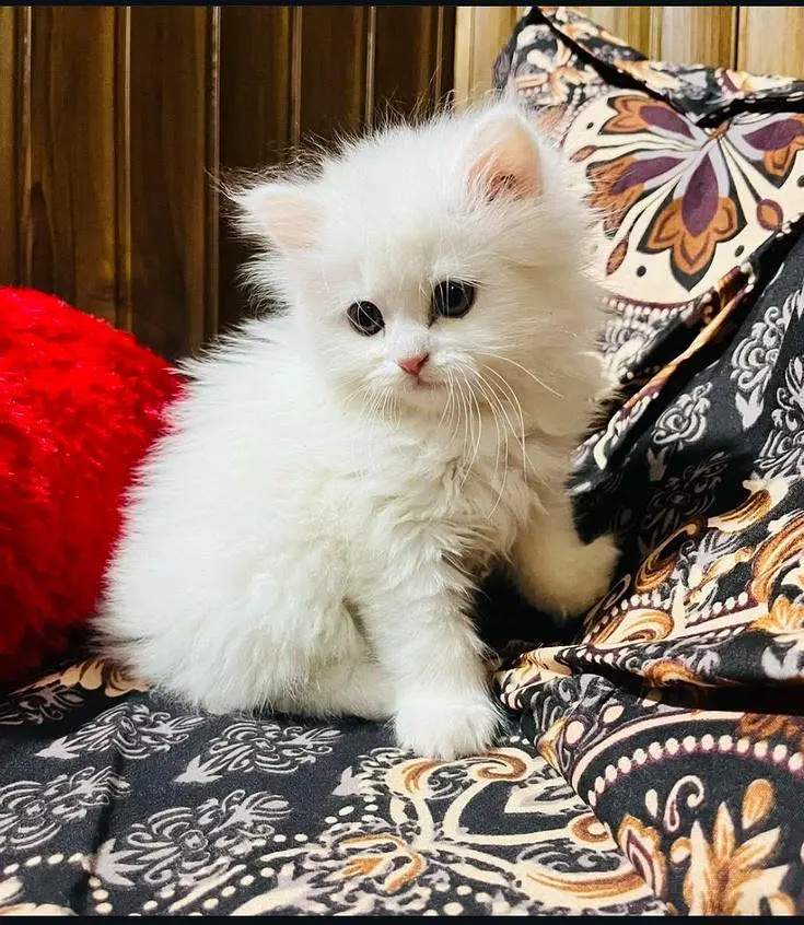 Persian baby’s kitten — photo 7