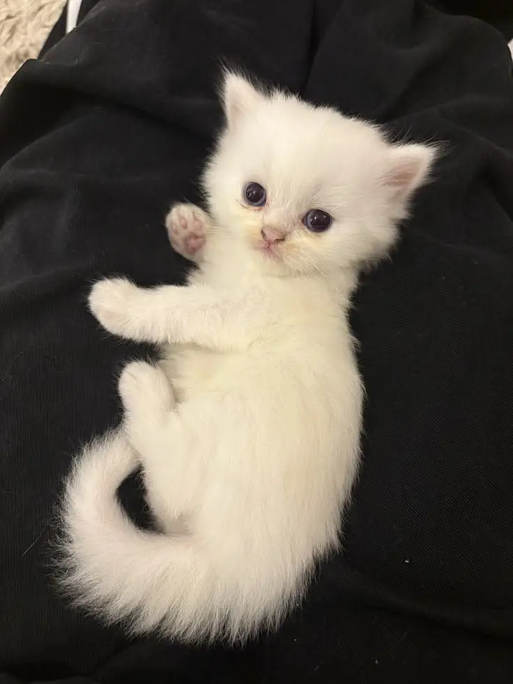 Persian baby’s kitten — photo 8