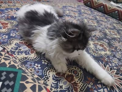 Triple coat white and black persian cat vacinated