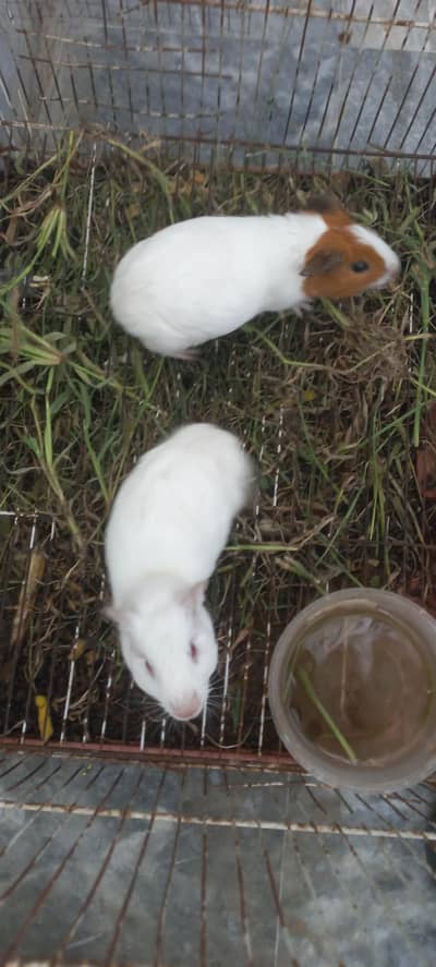4 sail ginipigs hamster