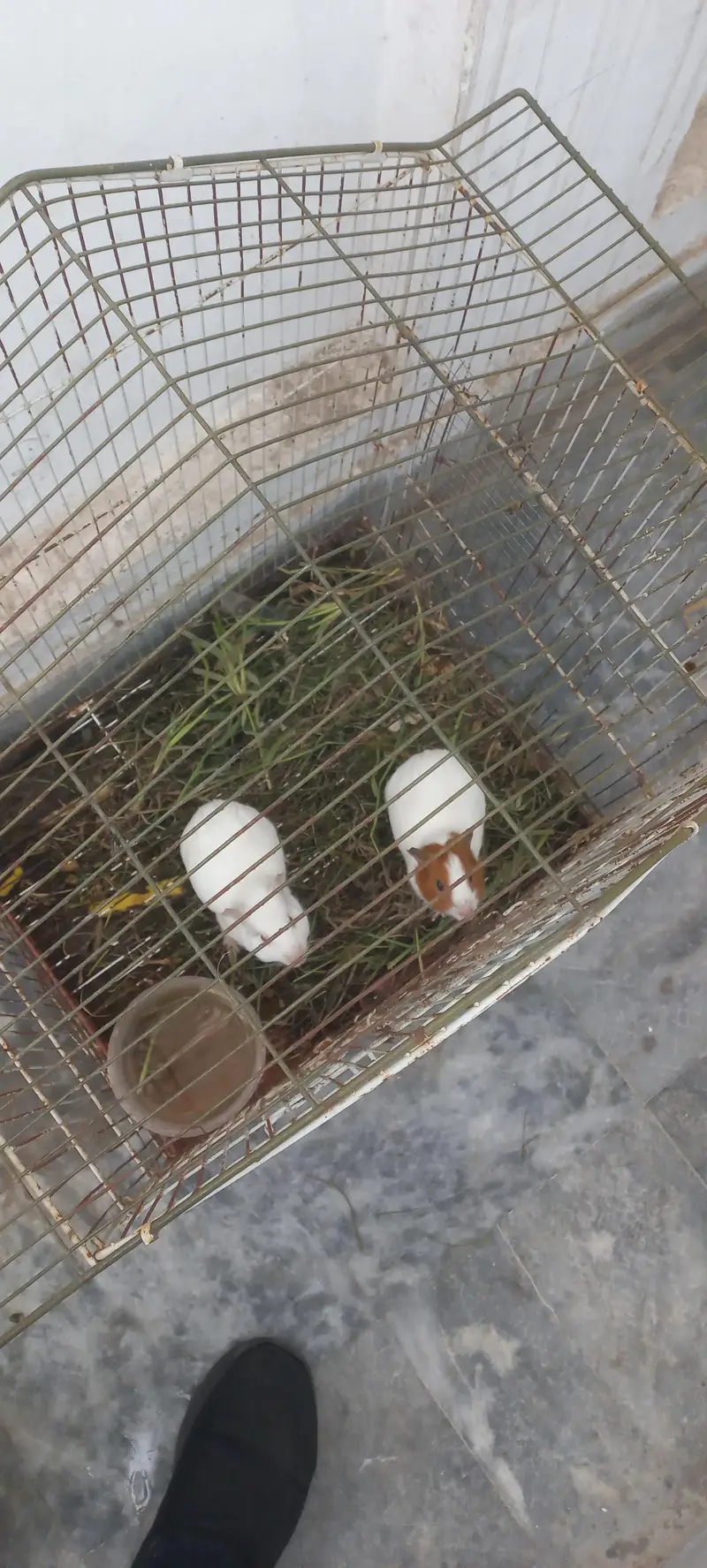 4 sail ginipigs hamster — photo 2
