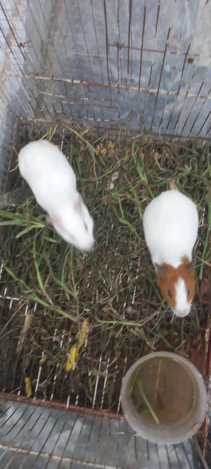4 sail ginipigs hamster — photo 3