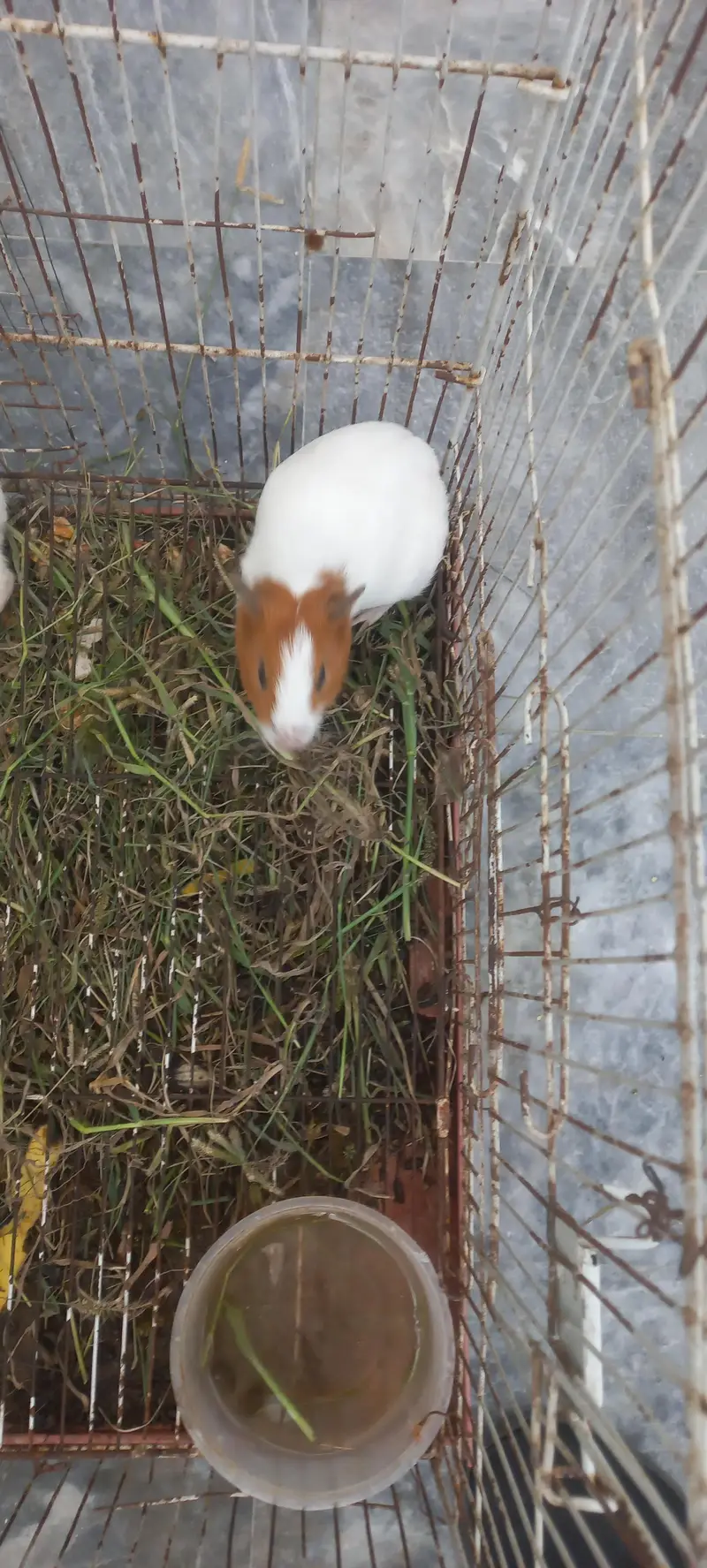 4 sail ginipigs hamster — photo 4