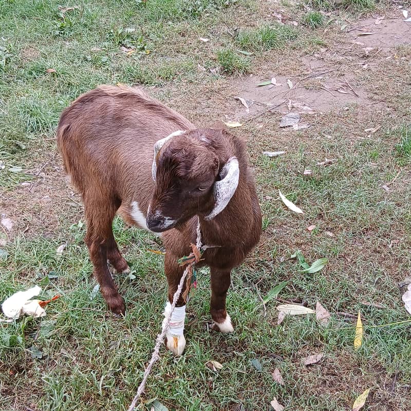 Brown 2