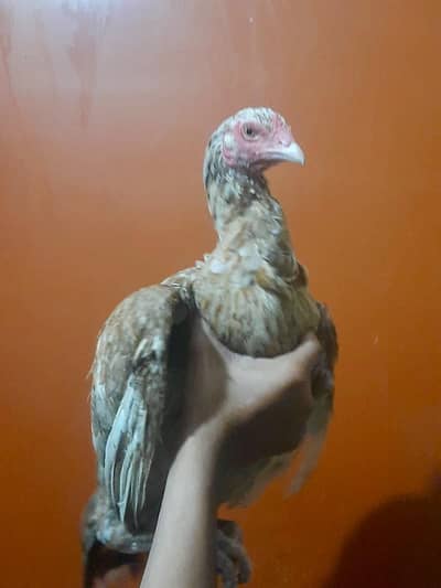 Breeder aseel murgi eggs laying aessl Hen female best quality