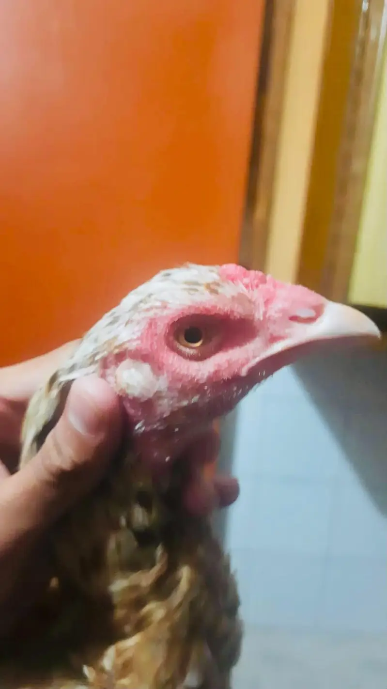 Breeder aseel murgi eggs laying aessl Hen female best quality — photo 2