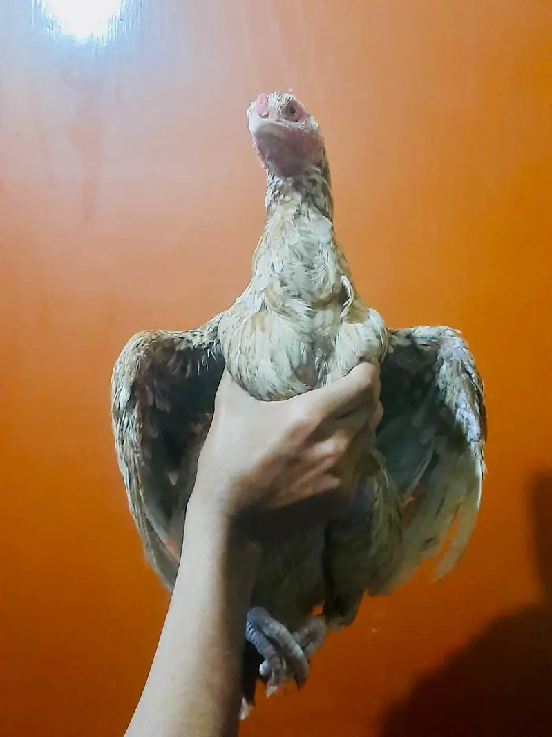 Breeder aseel murgi eggs laying aessl Hen female best quality — photo 3