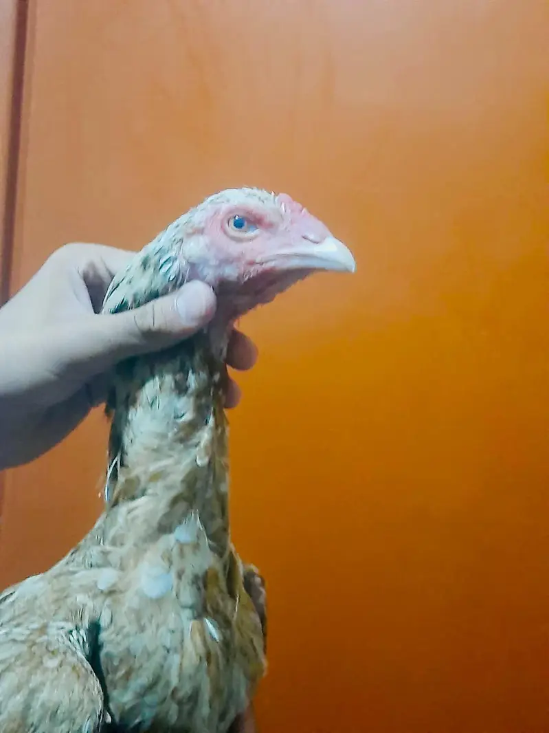 Breeder aseel murgi eggs laying aessl Hen female best quality — photo 4