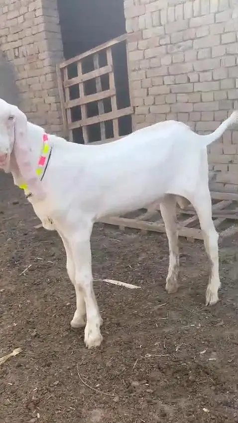 Gulabi Bakra For Sale,, 03288110750 — photo 3