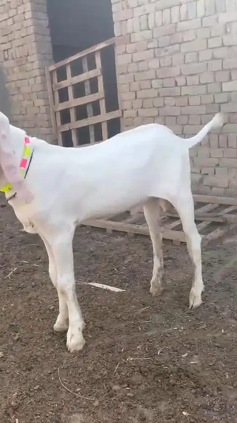 Gulabi Bakra For Sale,, 03288110750 — photo 4