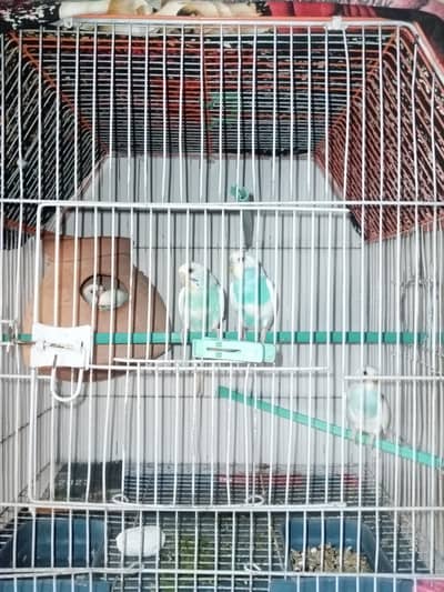 Buggies breeder pair with four Chicks with cage setup