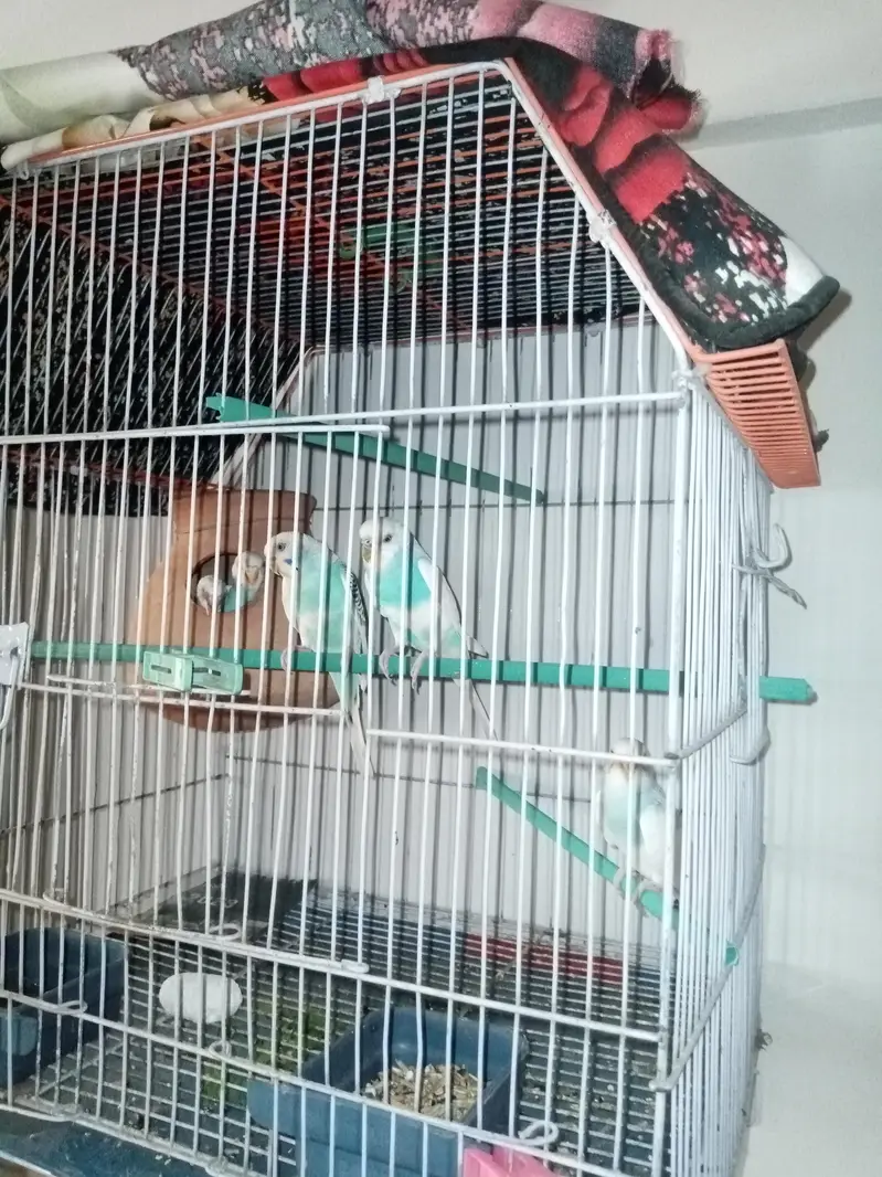 Buggies breeder pair with four Chicks with cage setup — photo 2
