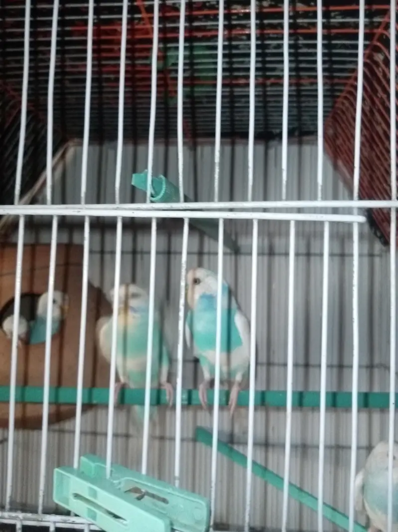 Buggies breeder pair with four Chicks with cage setup — photo 3