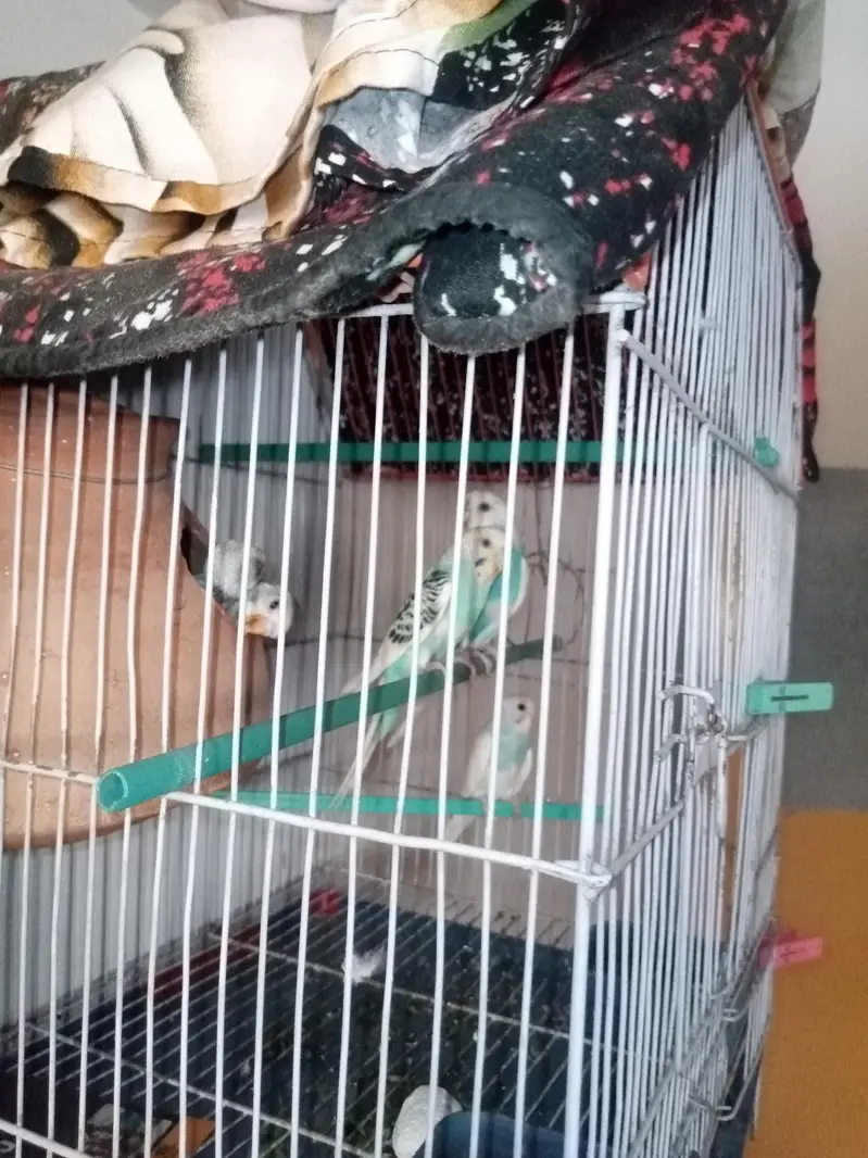 Buggies breeder pair with four Chicks with cage setup — photo 4