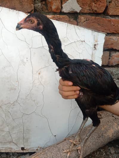 Pakoy pathi fulk bkack