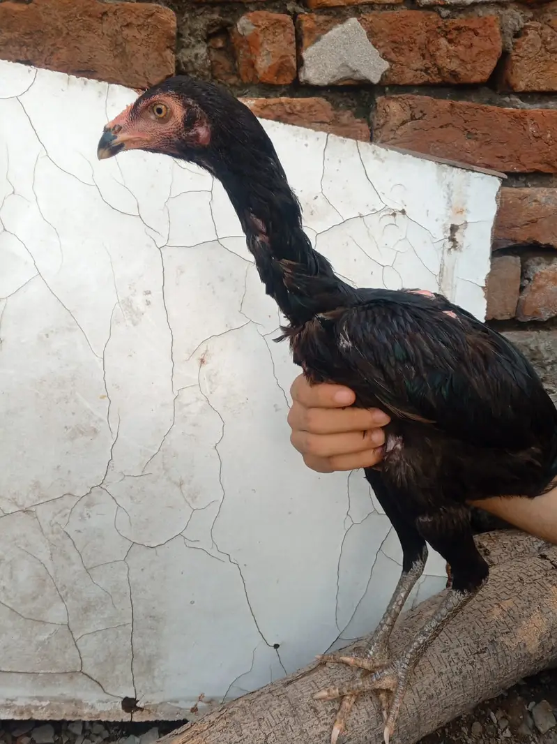 Pakoy pathi fulk bkack — photo 2