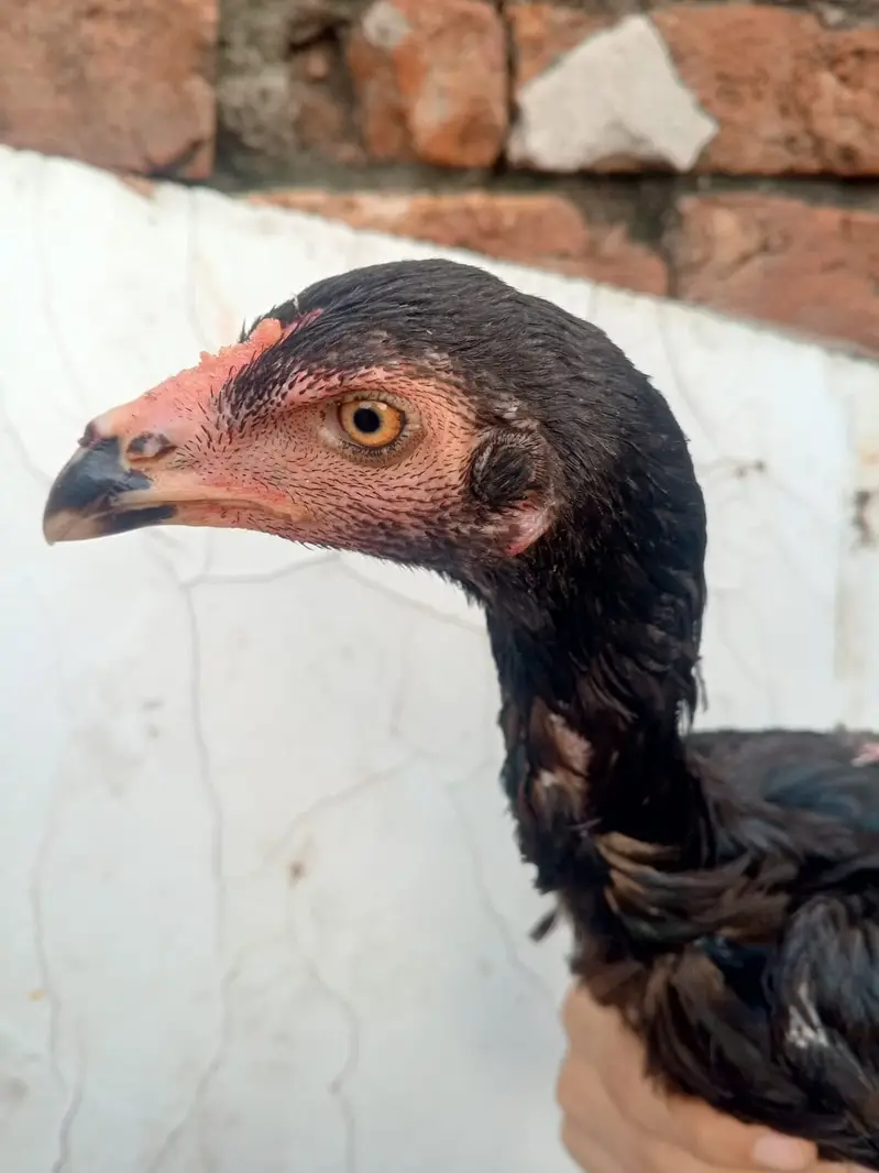 Pakoy pathi fulk bkack — photo 3