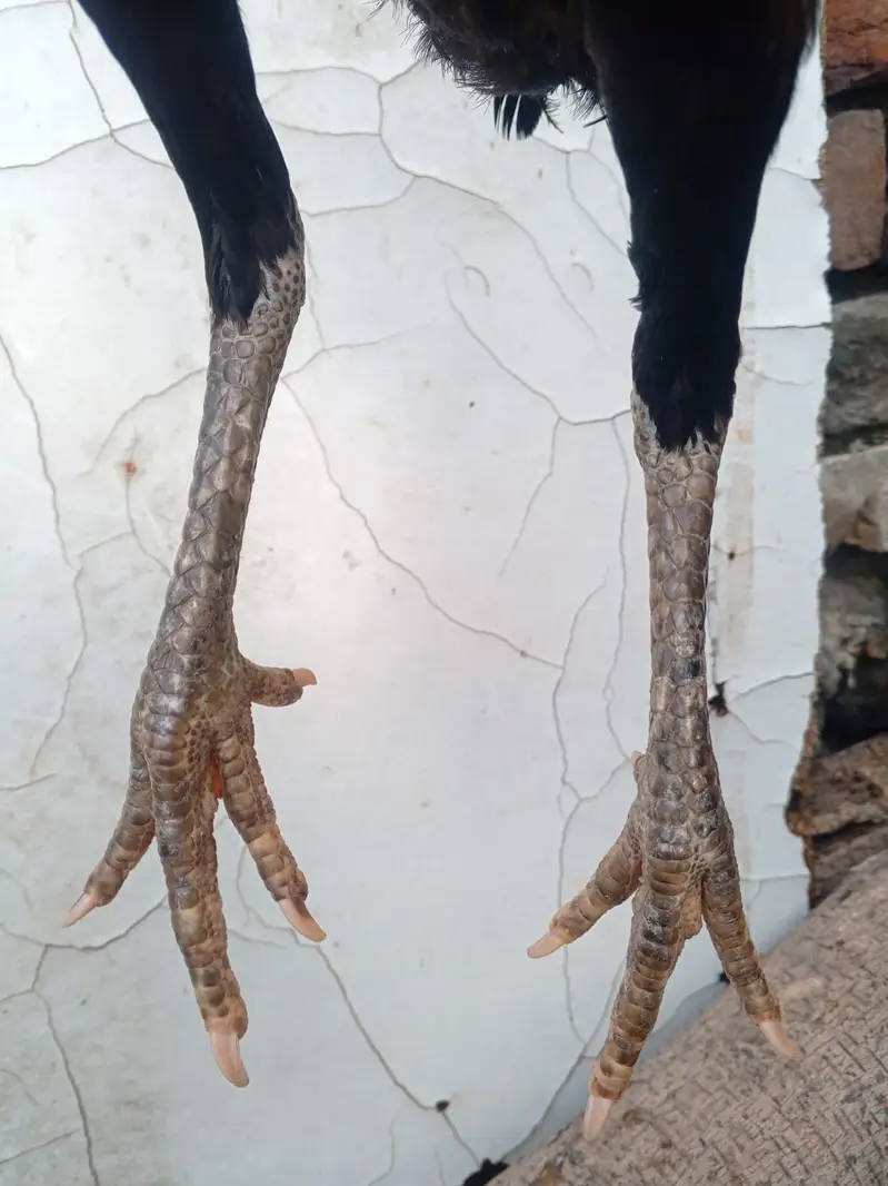 Pakoy pathi fulk bkack — photo 4