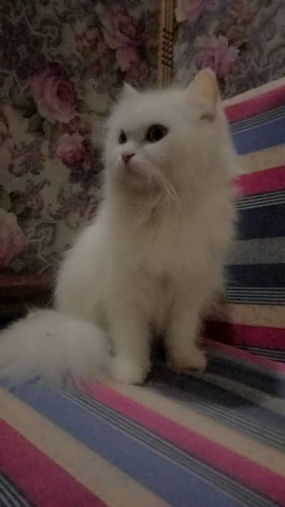 Persian female cat contact ( what's app )