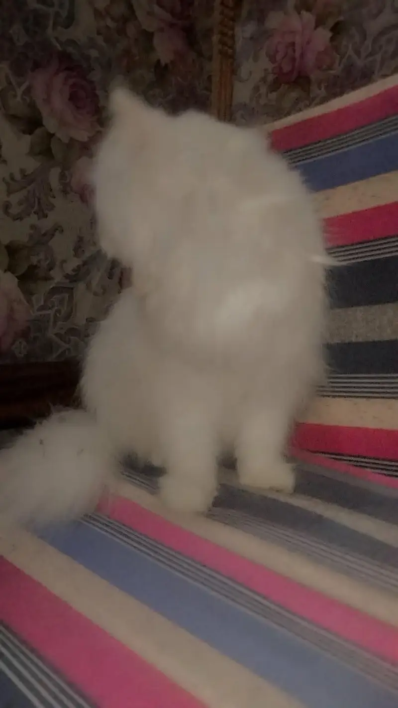 Persian female cat contact ( what's app ) — photo 2