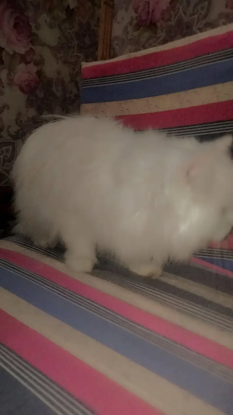 Persian female cat contact ( what's app ) — photo 3