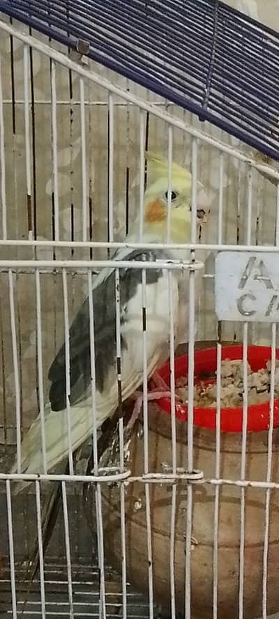 Parrot.   love bird
