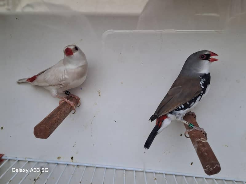 Diamond Firetail 0