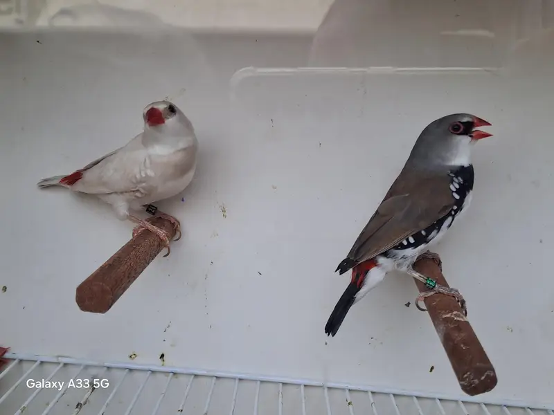 Diamond Firetail