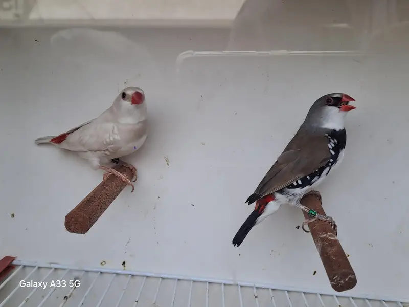Diamond Firetail — photo 2