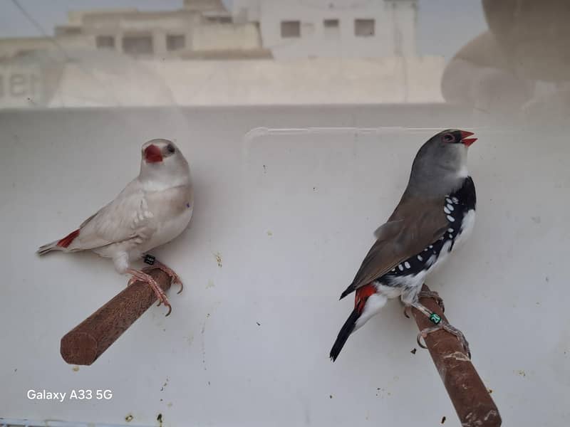 Diamond Firetail 2