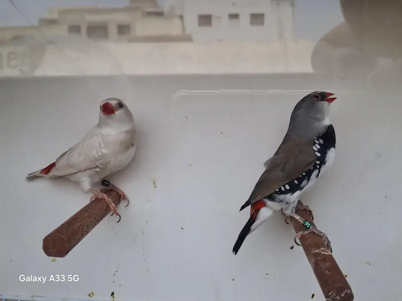 Diamond Firetail — photo 3