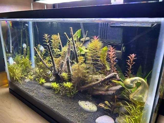 fish and fish aquarium Munseeb price — photo 2