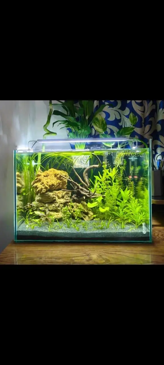 fish and fish aquarium Munseeb price — photo 3