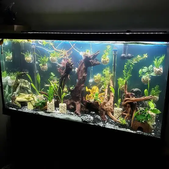 fish and fish aquarium Munseeb price — photo 4